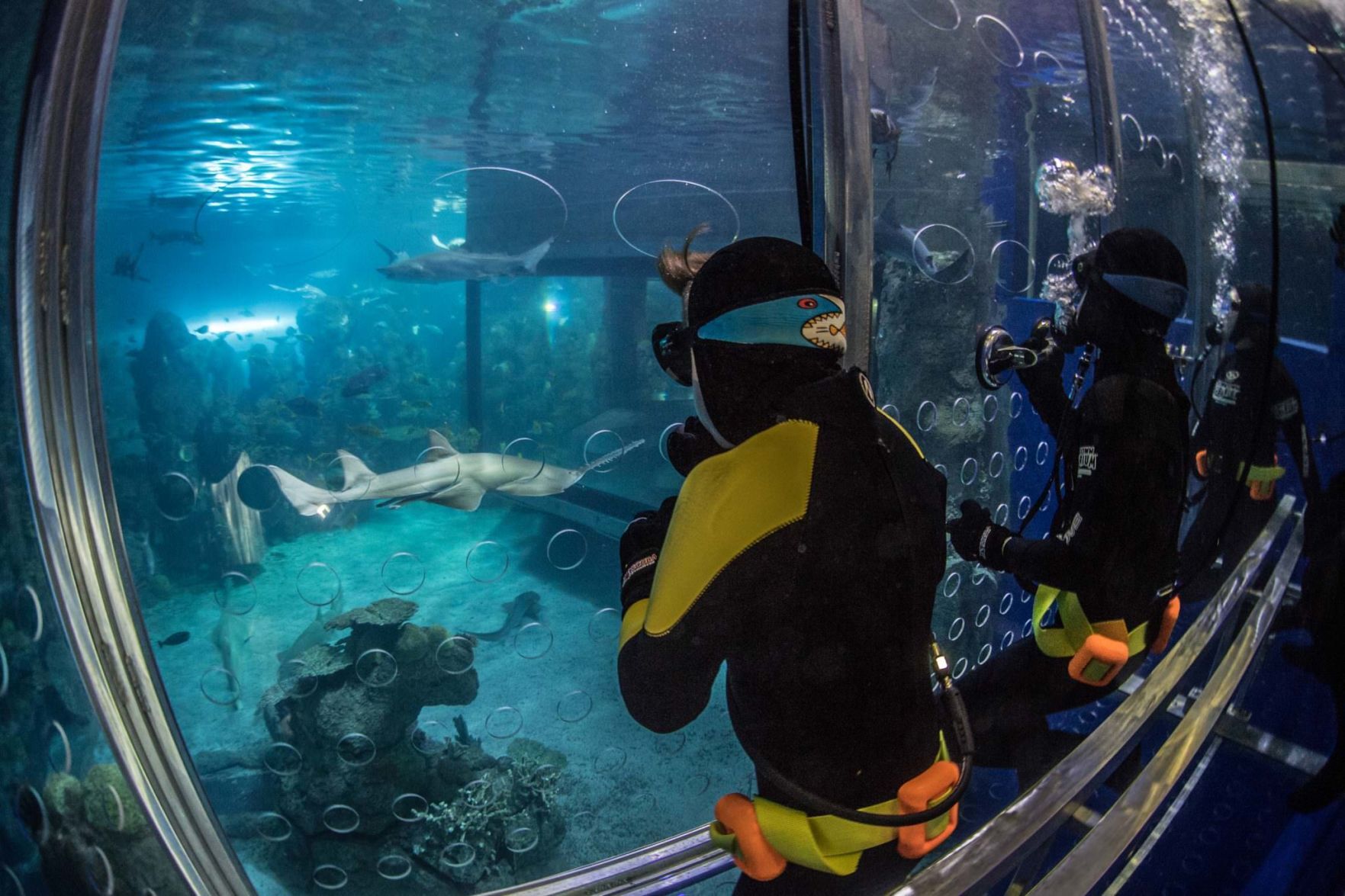Diving (Photo) Credit Downtown Denver Aquarium